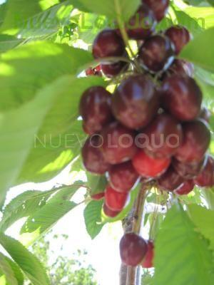  SENSACIONES PISO NUEVO  AMIGAS DE  A  A&Ntilde;OS  (LA CHANA)