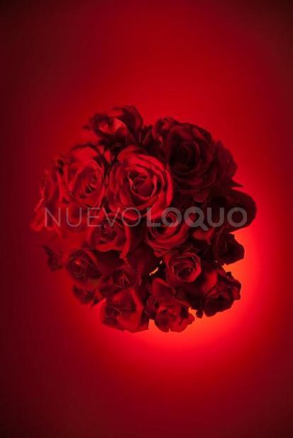 NuevoLoquo2
