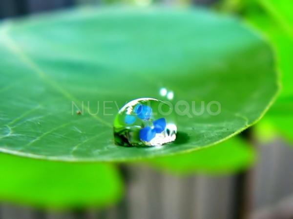NuevoLoquo4