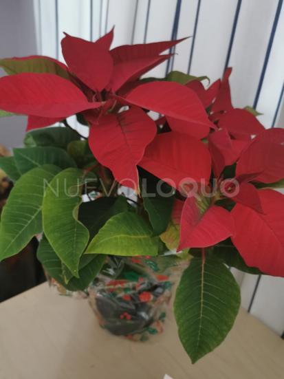 NuevoLoquo0