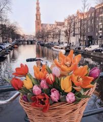 PlAZAS EM AMSTERDAM.....rosas MÍNIMOS SEMANALES PARA TI .!CONTACTANOS