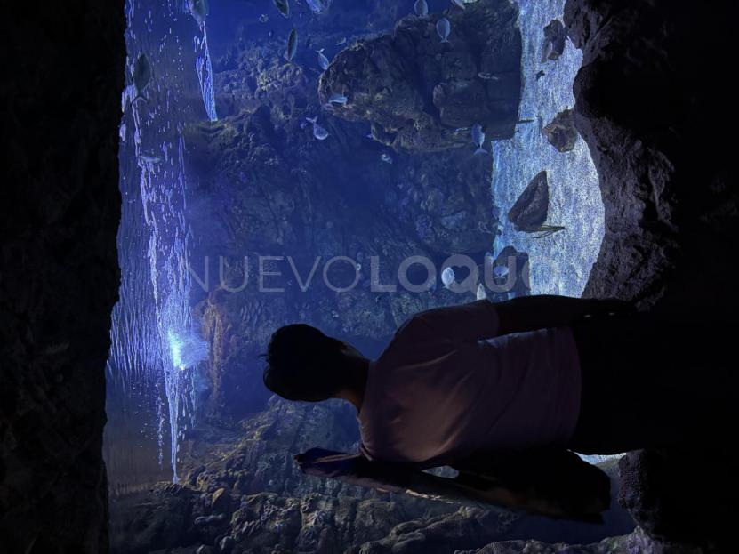 NuevoLoquo4